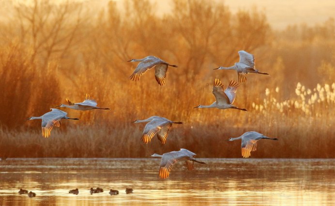 Птицы разлетаются
