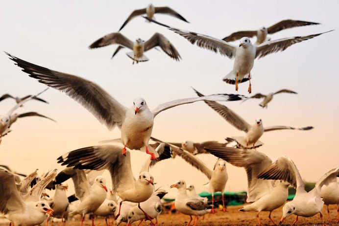 Птица над горами