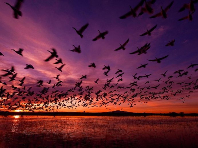 Птицы в движении