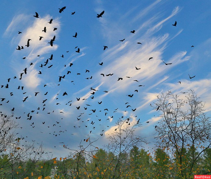 Стая птиц в небе