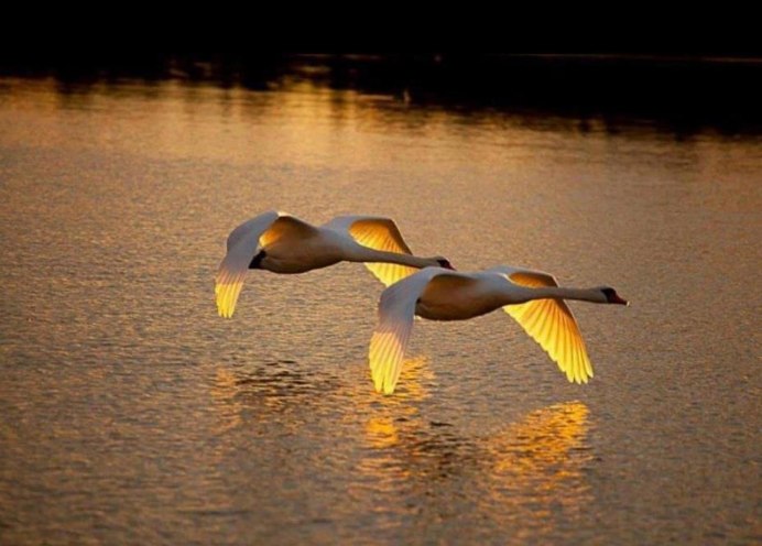 Долина Джатинга Индия