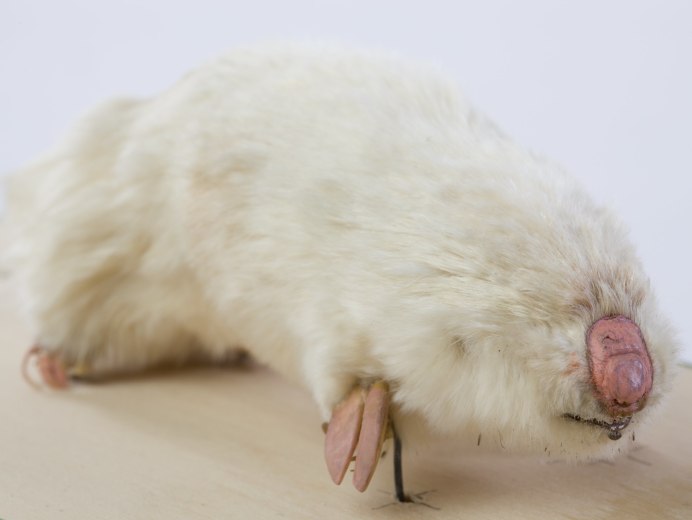 Глаза коалы