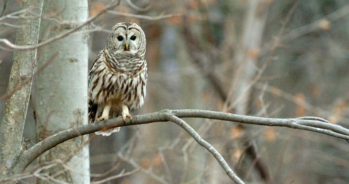 Сова с ушками