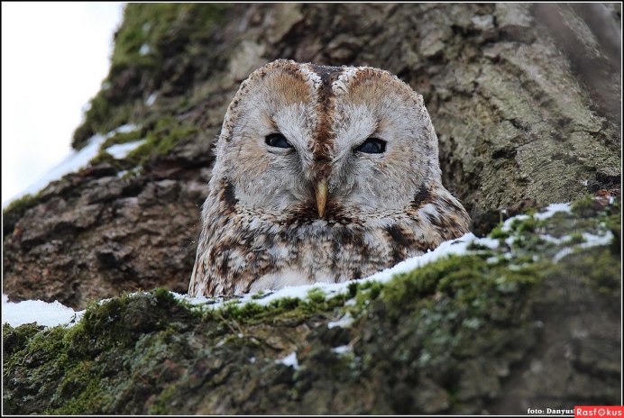 Серая неясыть (Strix aluco)