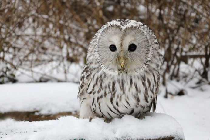 Бородатая сипуха