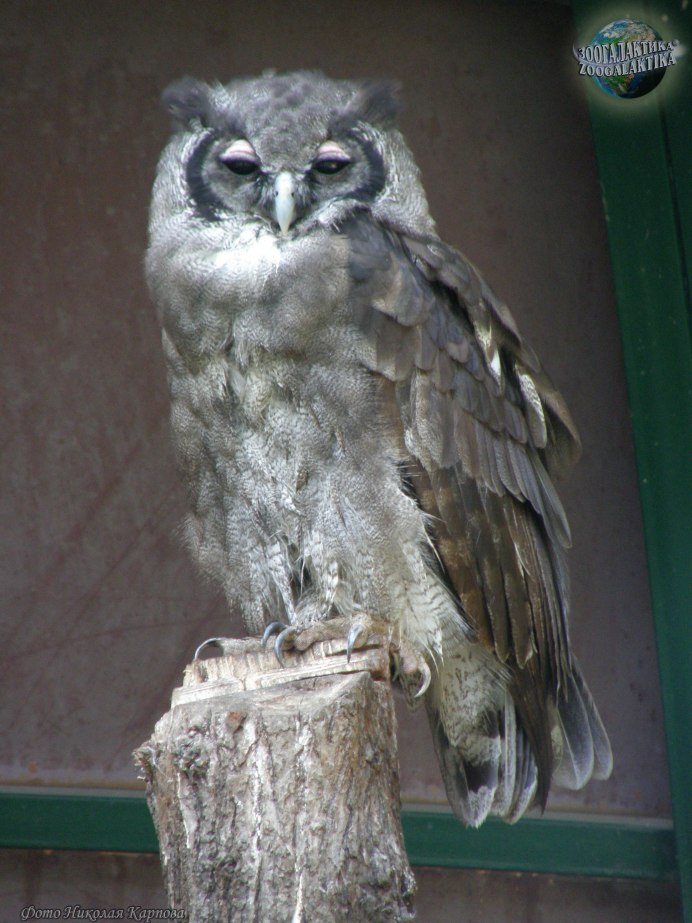 Бледный Филин фото