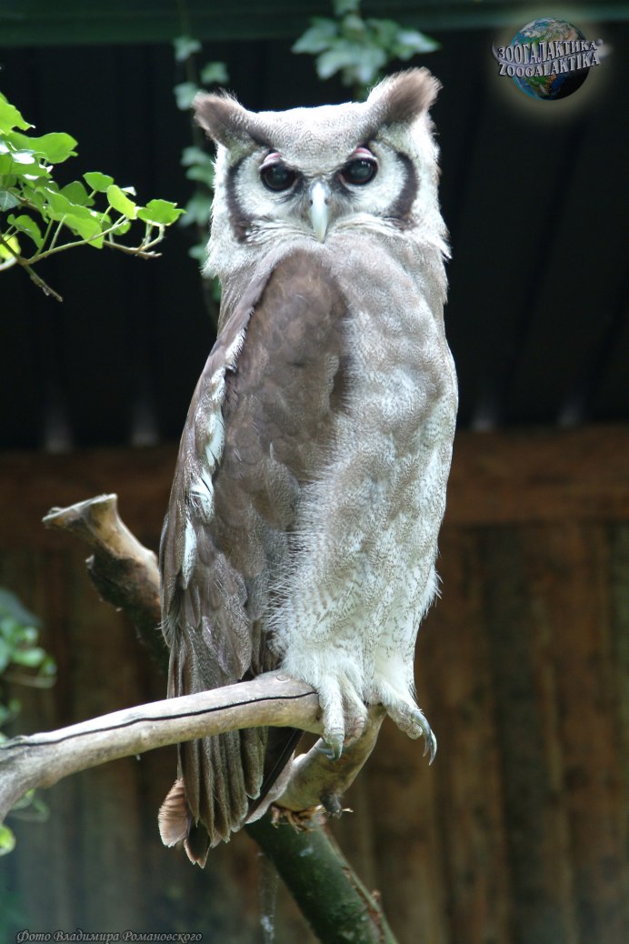 Бледный Филин Bubo lacteus