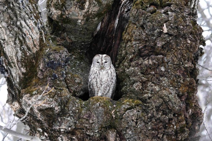 Малайская неясыть