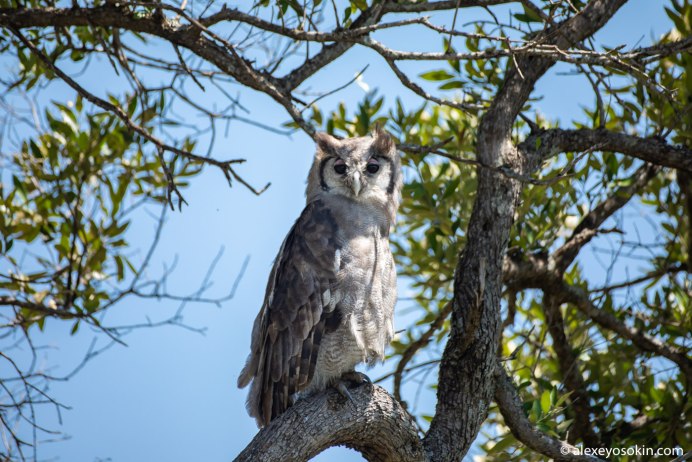 Бледный Филин Bubo lacteus