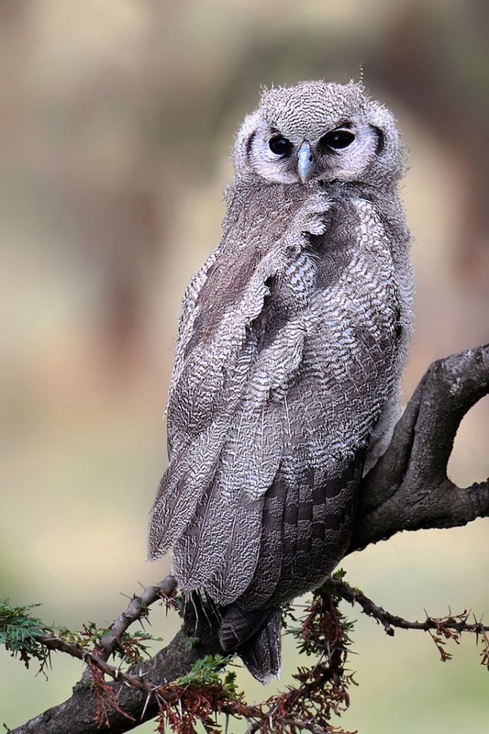 Бледный Филин Bubo lacteus птенцы