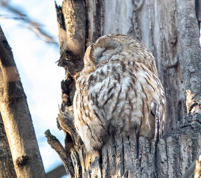 Неясыть Басик