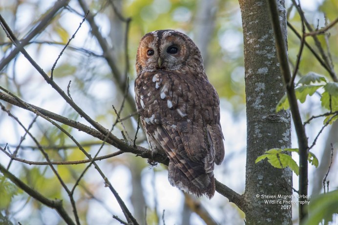Животные обитающие в Зеленограде