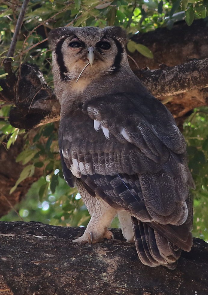 Серая неясыть самец