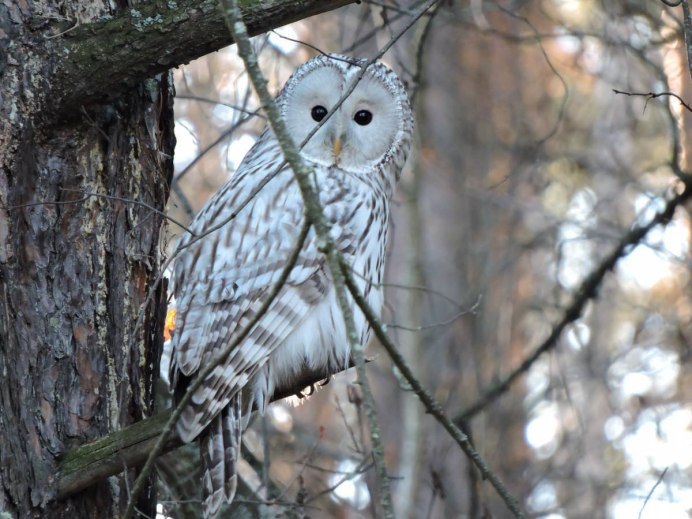 Сибирская бородатая неясыть