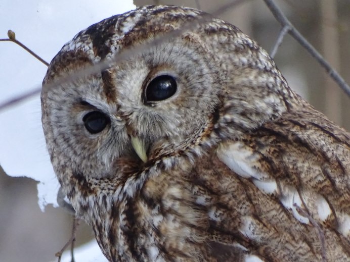 Заказник Залесово Алтайский