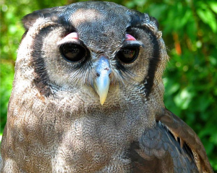 Бледный Филин Bubo lacteus