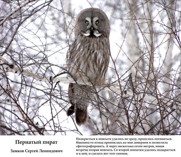 Бледный Филин