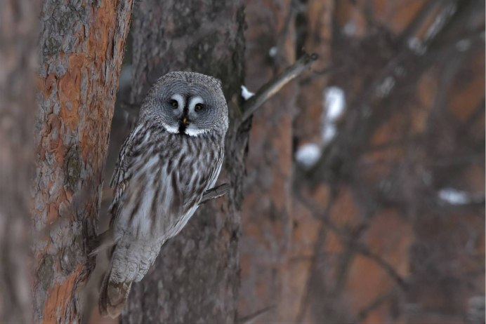 Бледный Филин