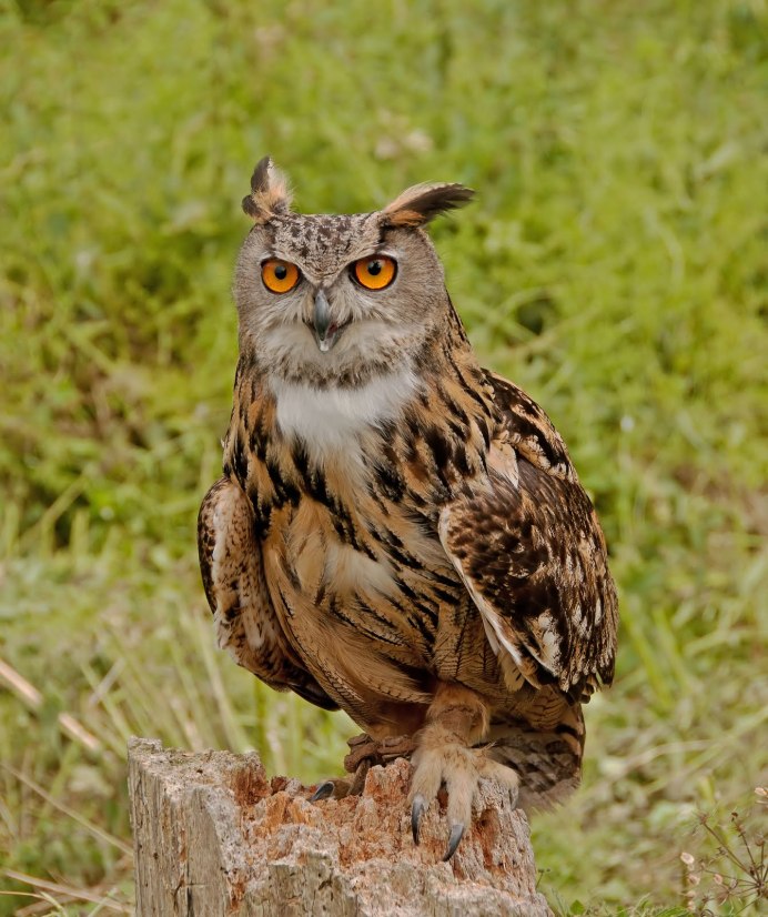 Сова настоящий серый