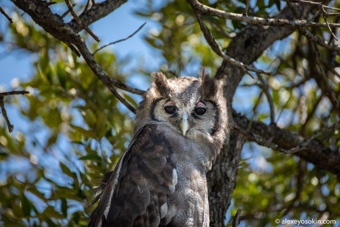 Бледный Филин фото