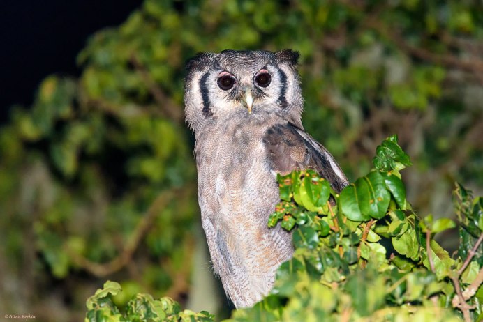 Бледный Филин Bubo lacteus
