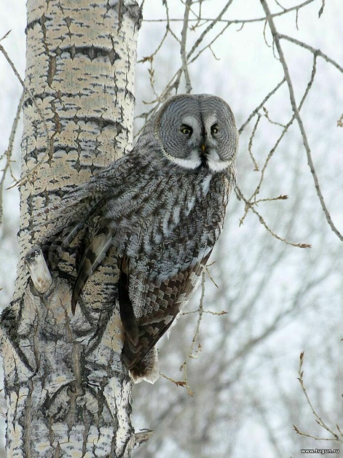 Неясыть Уральская паспорт биология