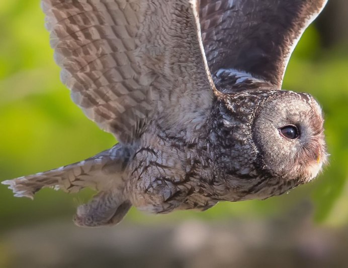 Owl Grey перевод