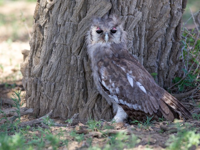 Verreaux's Eagle-Owl
