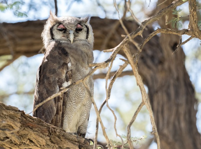 Бледный Филин Bubo lacteus