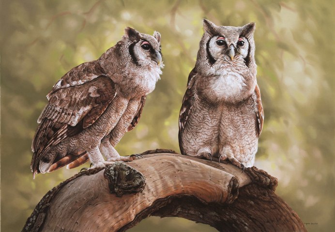 Пятнистая неясыть рисунок