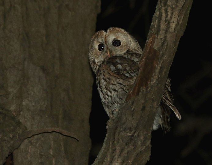 Длиннохвостая неясыть гнездо