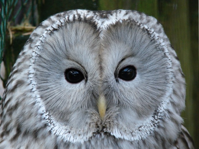 Длиннохвостая неясыть