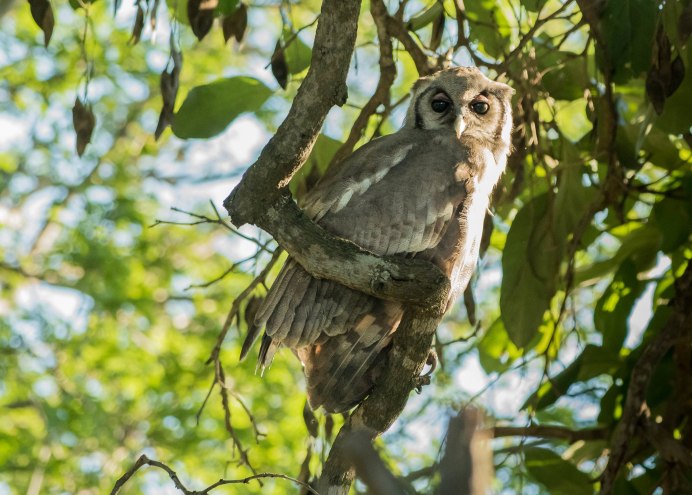 Бледный Филин Bubo lacteus