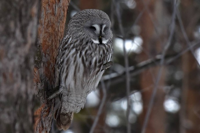 Перо длиннохвостой неясыти