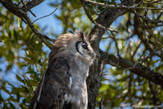 Ник Брандт бледный Филин