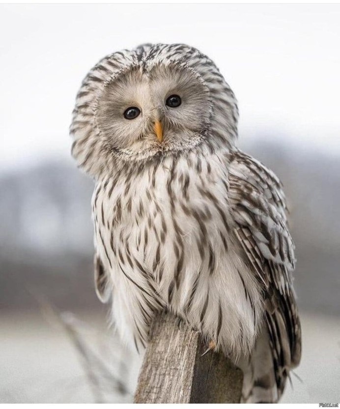 Забавные Совы на черном фоне