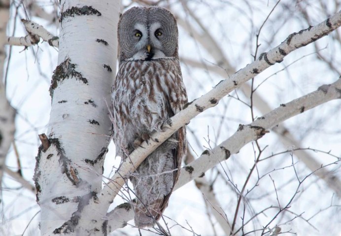 Бородатая неясыть слеток