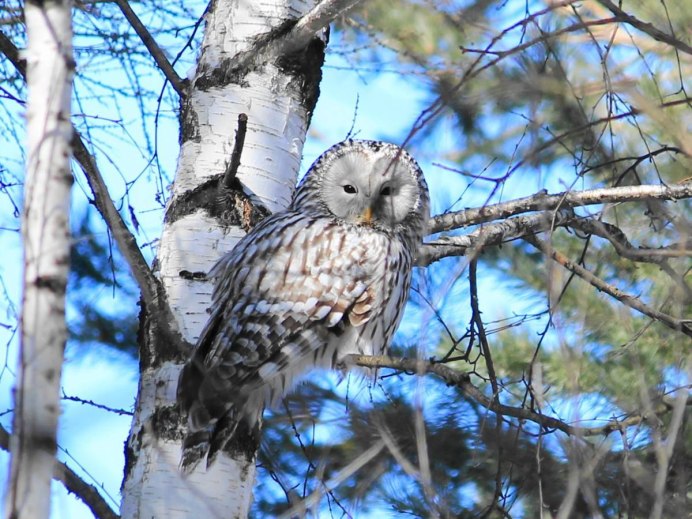 Птицы Новосибирской области Сова