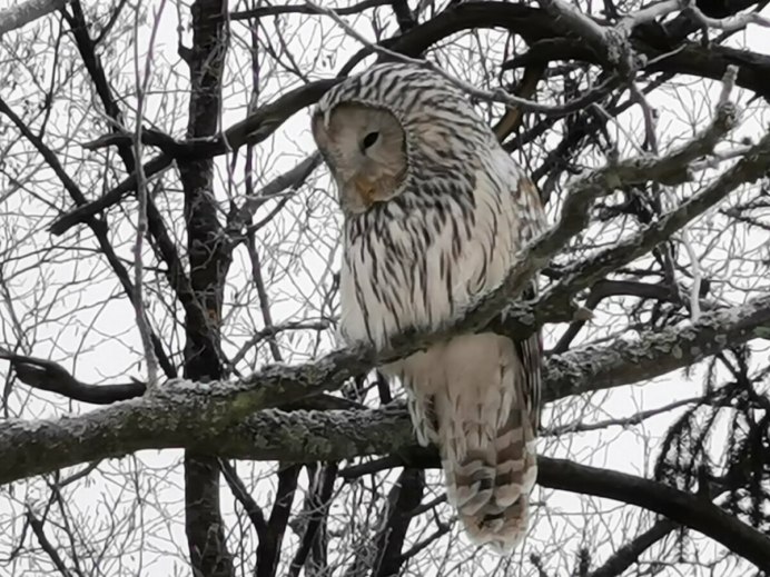 Длиннохвостая неясыть загадка