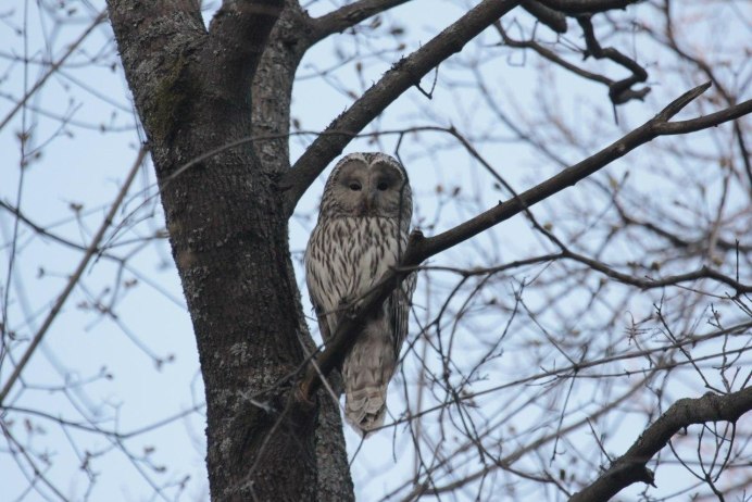 Как выглядит полосатая неясыть картинки