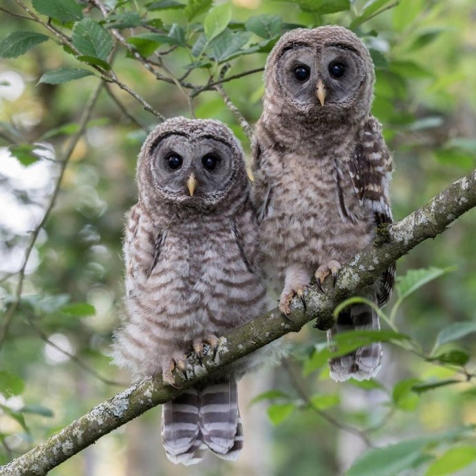 Совы Москвы Кузьминки