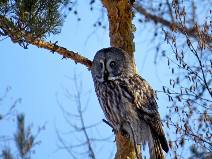 Ястребиный сычик