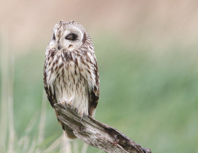 Бурая неясыть