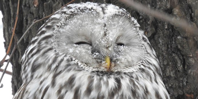 Сова серая неясыть