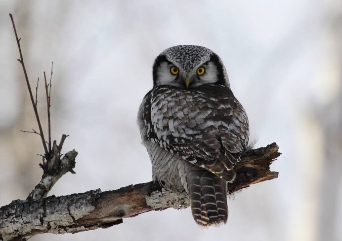 Обои на телефон Сова