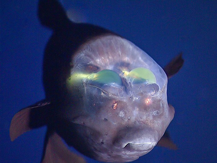 Barreleye Fish рыба