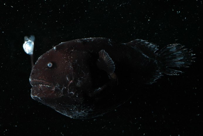 Fangtooth рыба