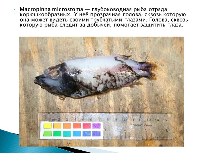 Barreleye рыба