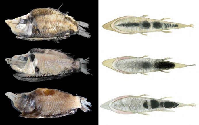 Opisthoproctus soleatus рыба