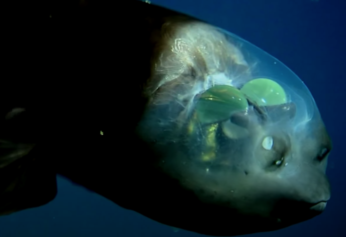Giganturidae рыба телескоп